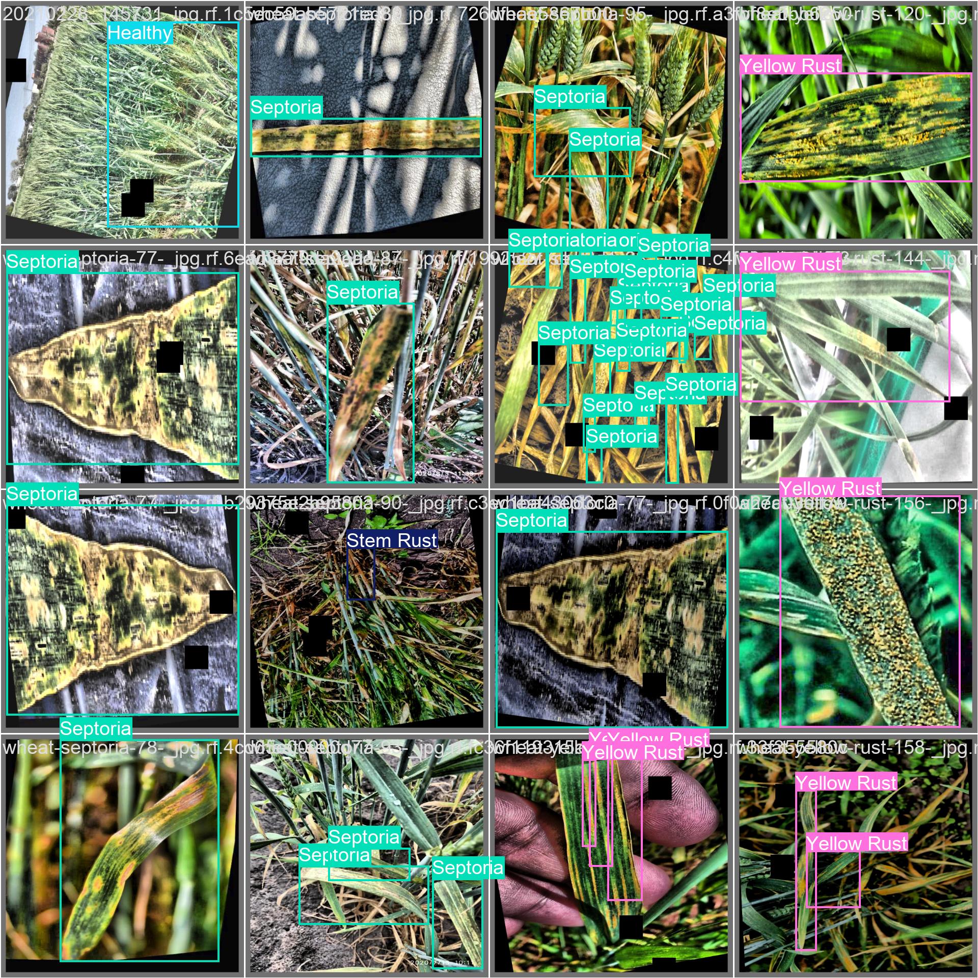41_wheat_disease-val_batch0_labels.jpg