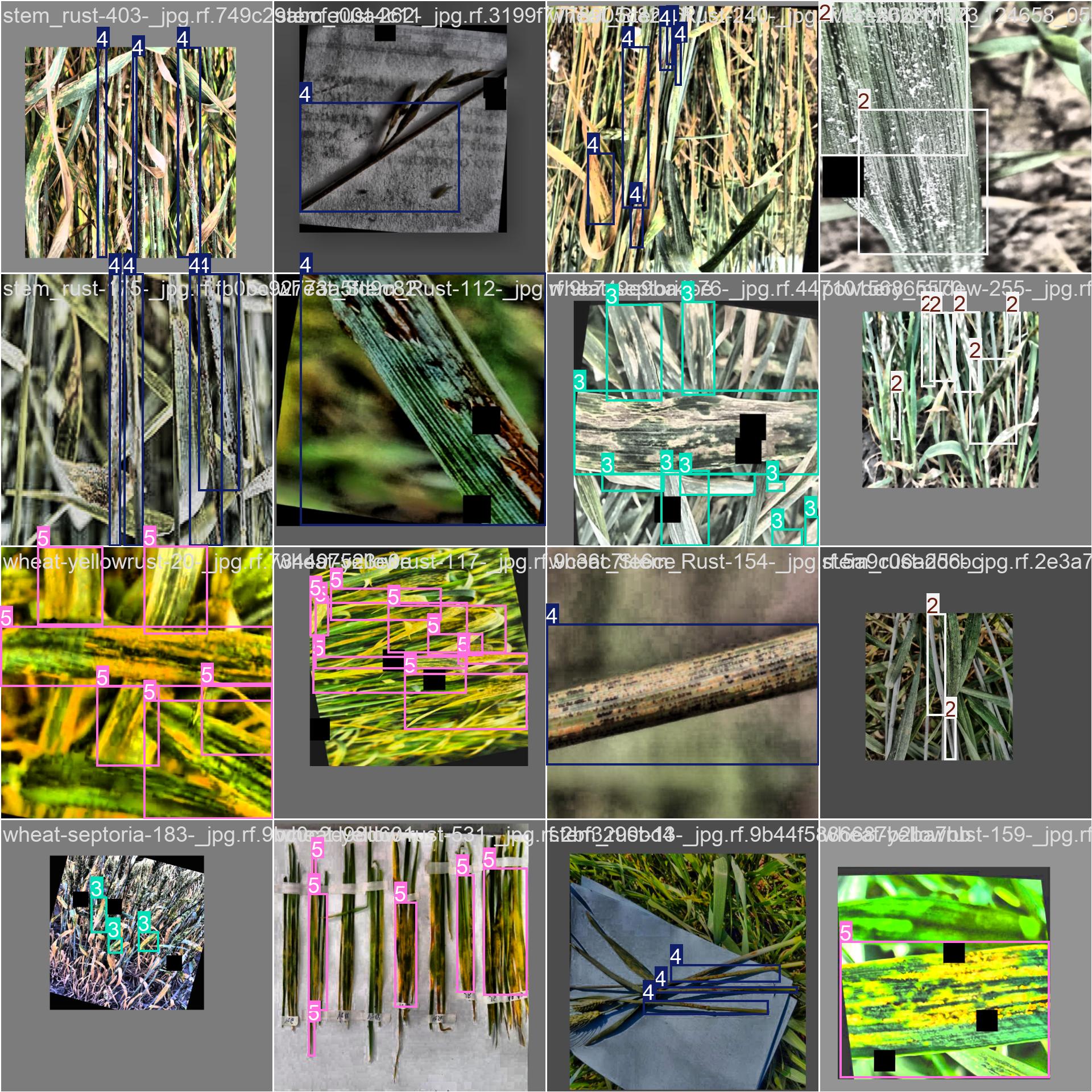 41_wheat_disease-train_batch0.jpg