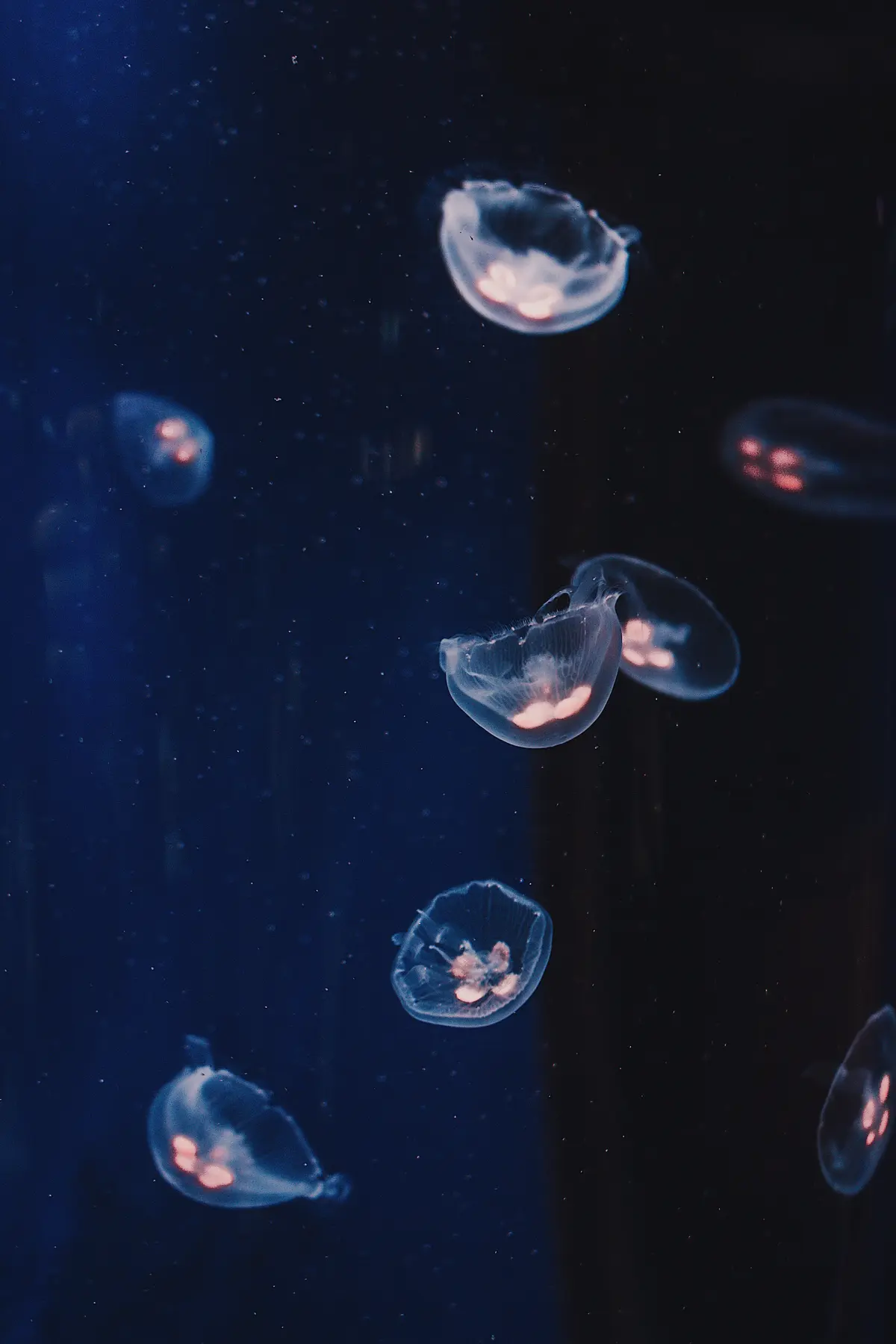 水母.jpg