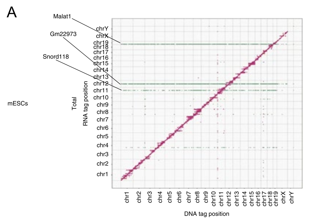 RADICL-seq：更高效、更精准的染色质-RNA互作研究方法，绘制更完整的染色质-RNA互作图谱-CSDN博客