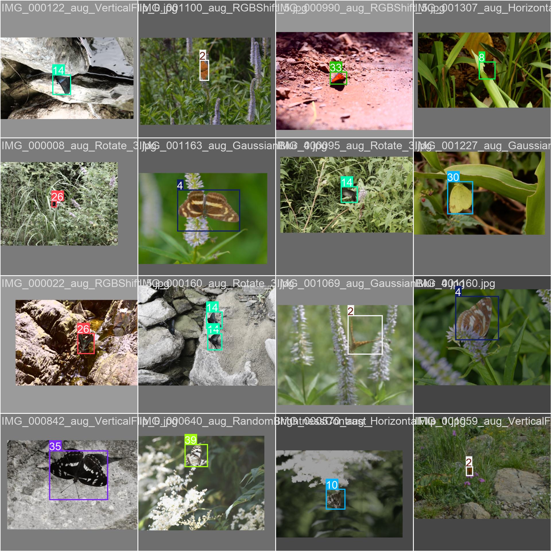 64_butterfly_det-train_batch1.jpg