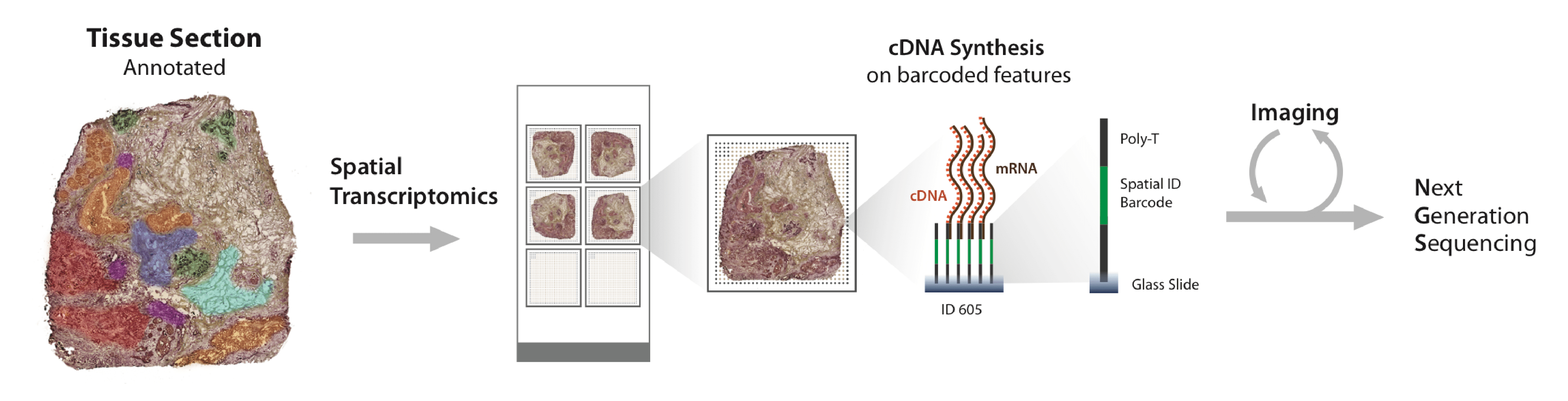 Spatial Transcriptomics - SciLifeLab
