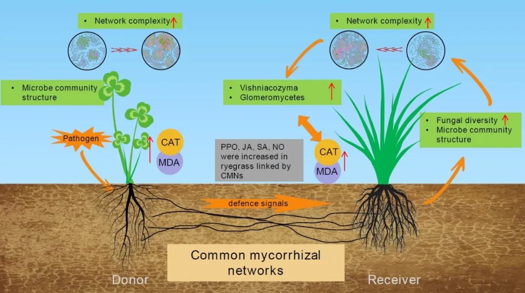iMetaOmics | 兰大南志标/段廷玉组-丛枝菌根网络影响邻近植物对病原菌的响应-CSDN博客