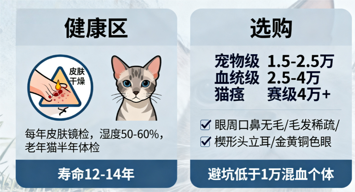 狼猫（Mutation 部分无毛）全解析：基因造就的“猫中狼人”-CSDN博客