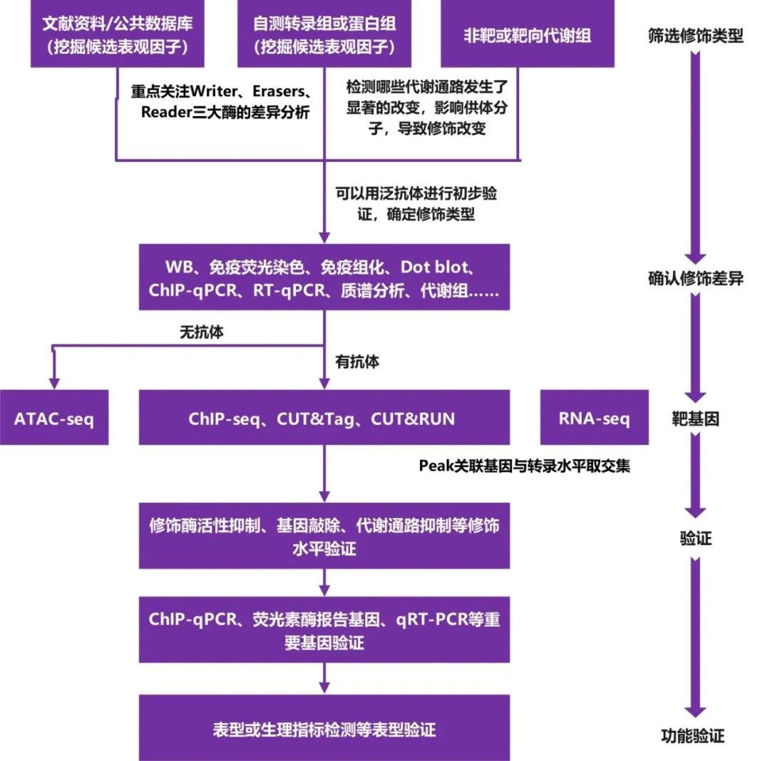 组蛋白修饰研究路线(1).jpg