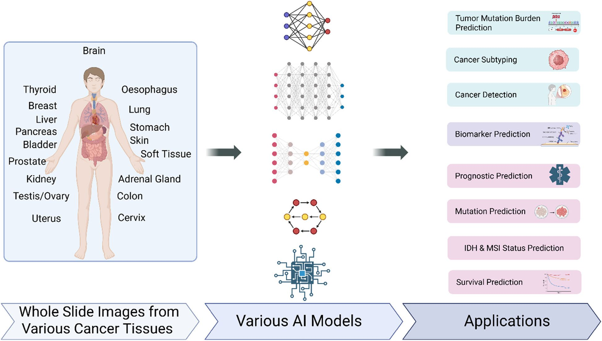 来自不同癌组织的全切片图像通过多种人工智能模型进行处理，以实现癌症检测、分型、突变与生物标志物预测、预后评估及生存期预测等关键应用，借助深度学习洞见推动精准肿瘤学发展。
