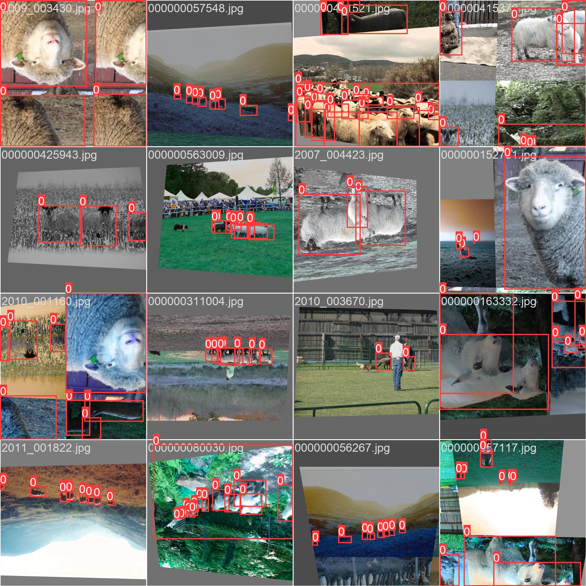 60_sheep_count-train_batch0.jpg