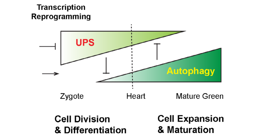 图 角果 种子发育过程中UPS和自噬接力调控工作模型.png