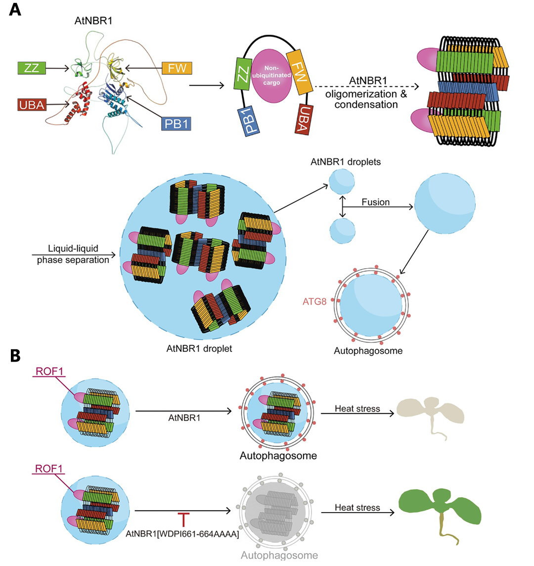 图 AtNBR1介导非泛素化底物识别和液-液相分离过程中的分子作用机制.png