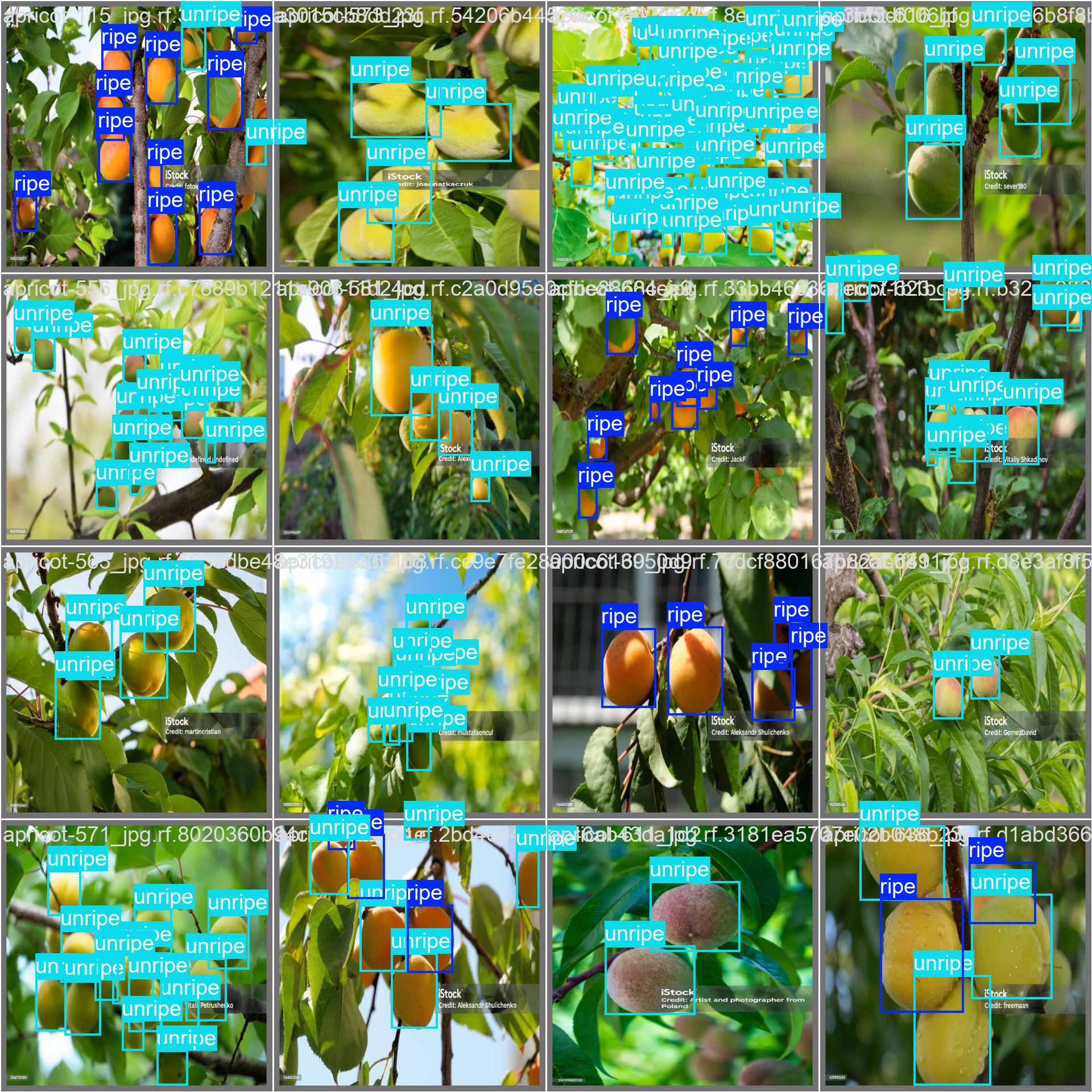 22_peach_maturity_det-val_batch0_labels.jpg