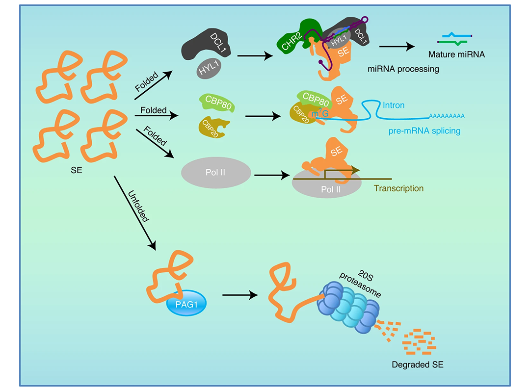 图 PAG1降解丝氨酸蛋白酶模式图.png