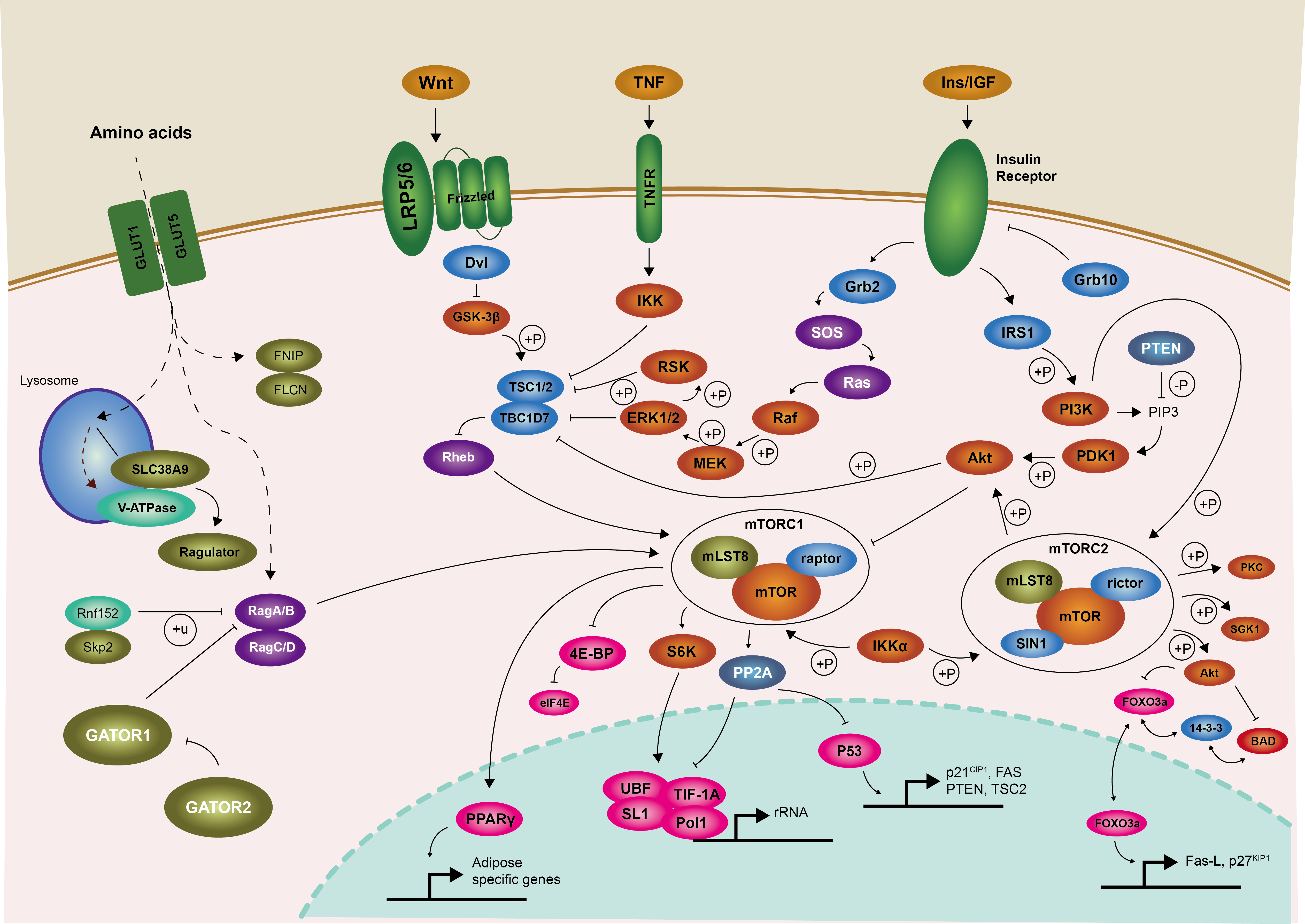 PI3K-AKT信号通路的调控机制与功能特点是什么？-CSDN博客