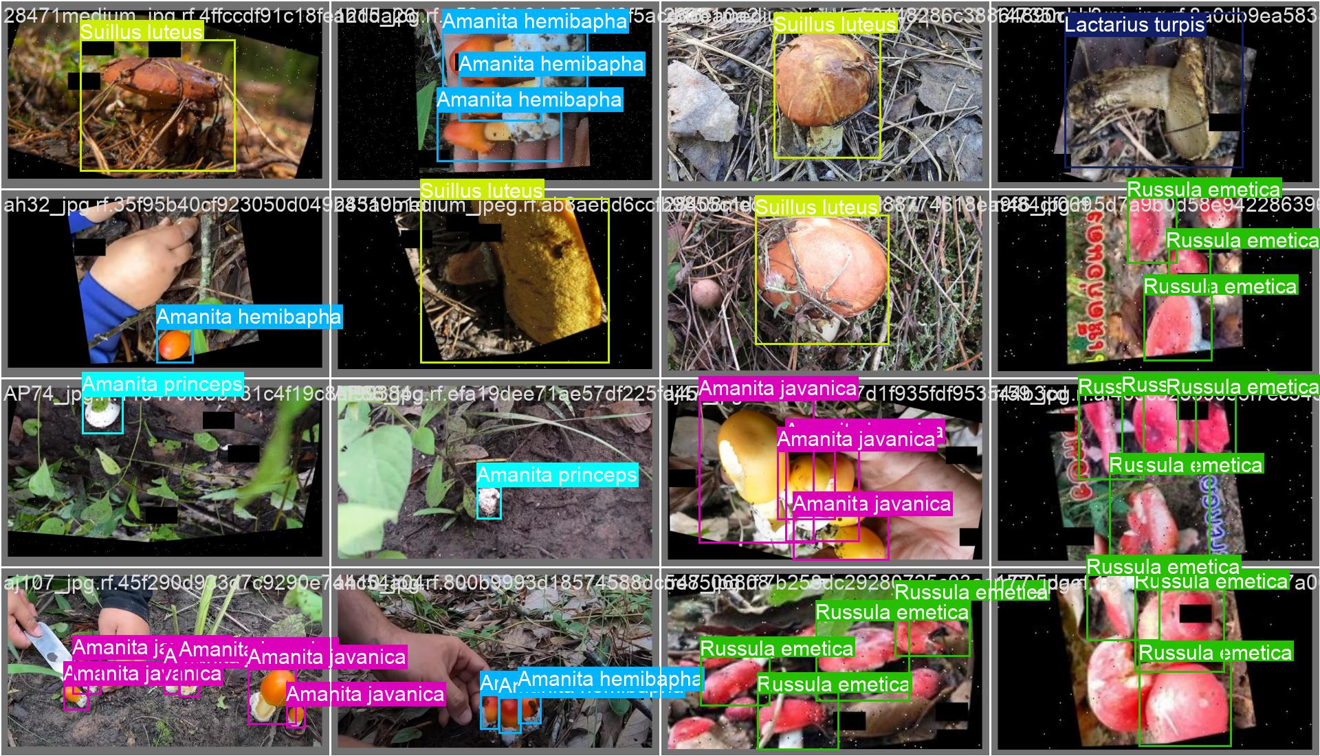 53_mushroom_det-val_batch1_labels.jpg