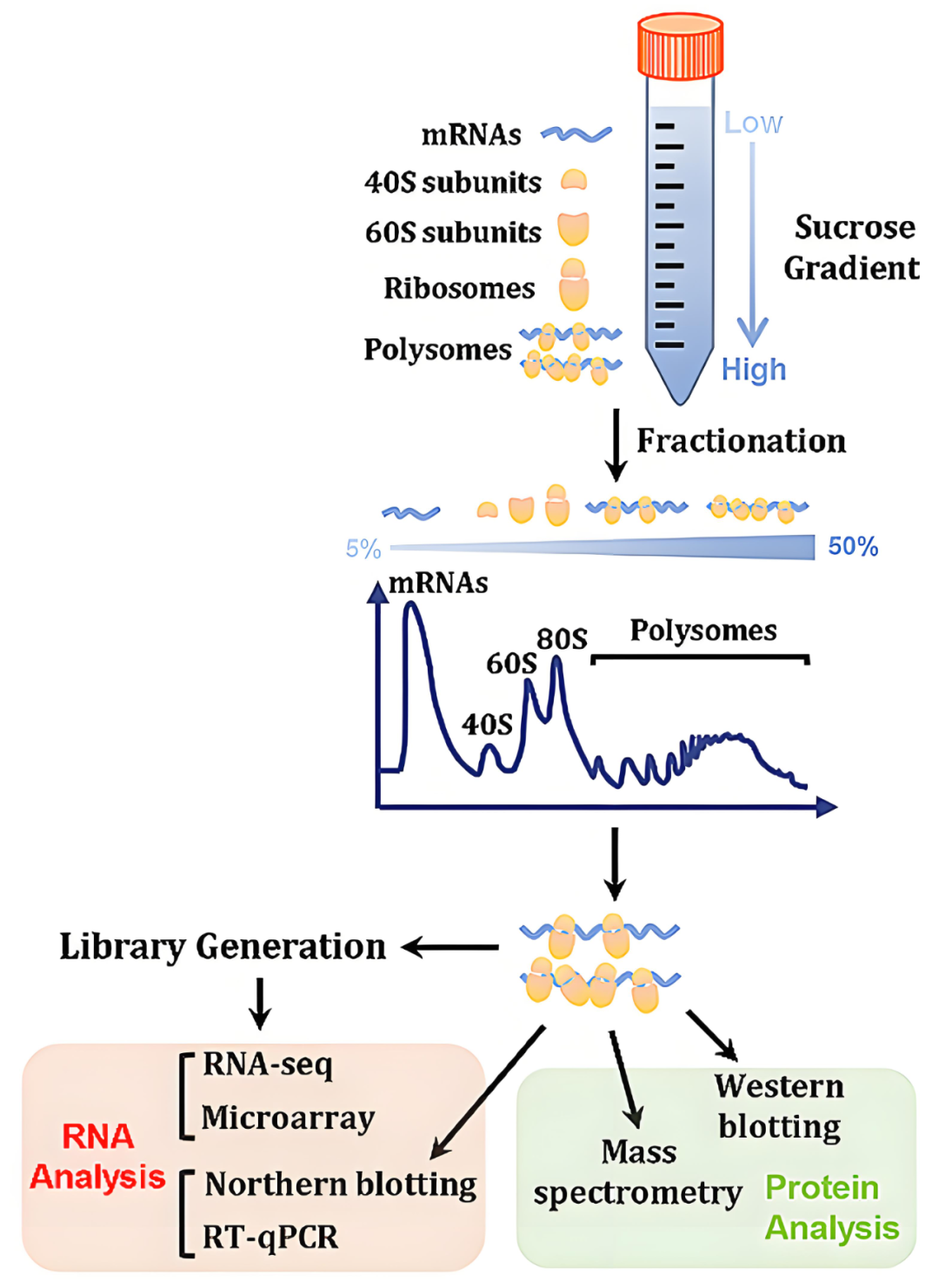 翻译组学——解锁翻译调控的奥秘_rnc-seq-CSDN博客