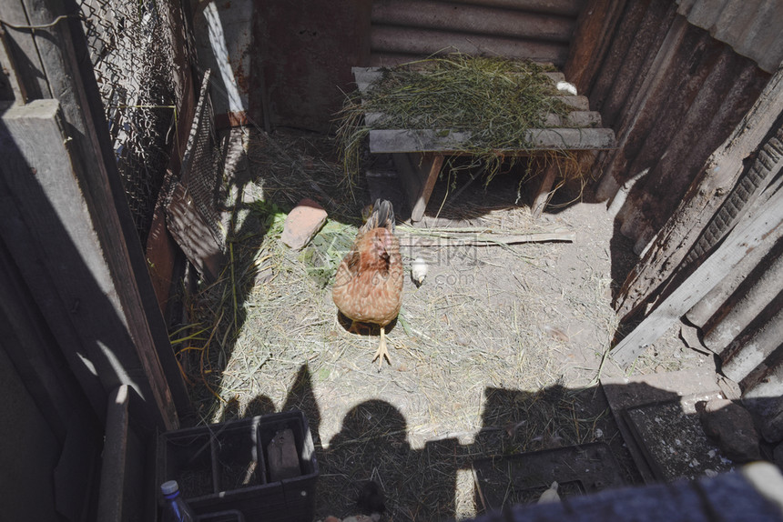 马与小犬·稻草堆旁的伙伴日常