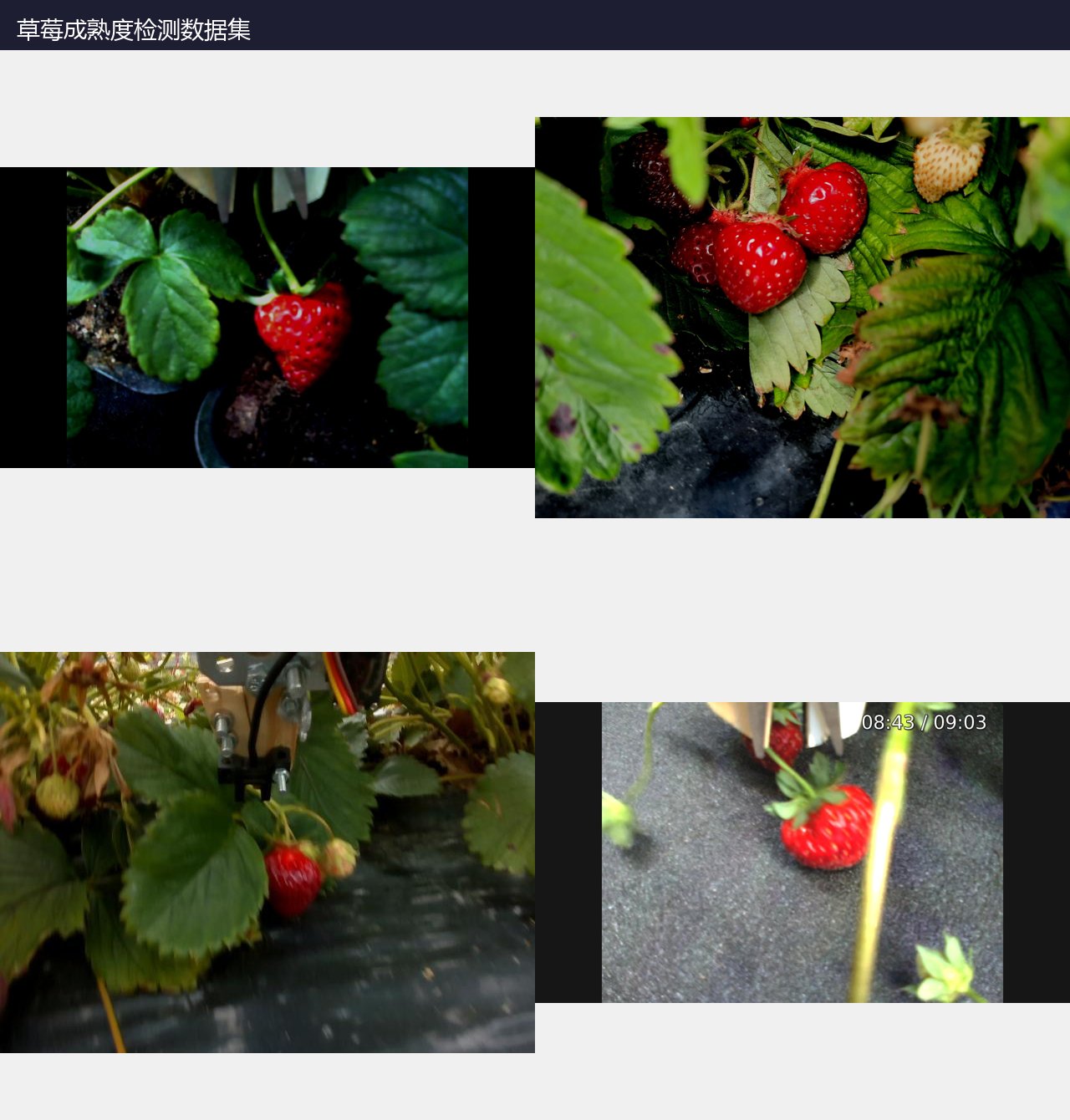 草莓成熟度检测数据集