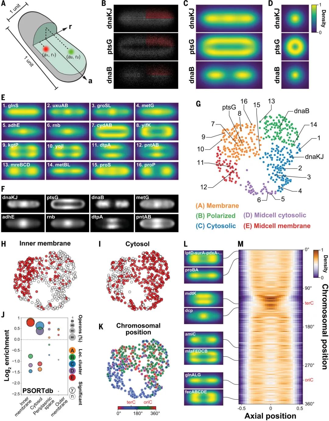 Science | 细菌单细胞空间转录组学技术助力菌群研究-CSDN博客