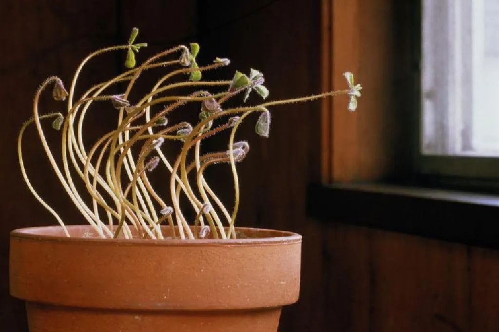 植物的“眼睛”——光受体_hy4 gene of a. thaliana encodes a protein with cha-CSDN博客