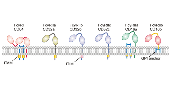 Fcγ受体（FcγR）：结构、分类与免疫功能_fc纬-CSDN博客
