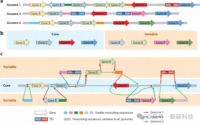 图2 核心基因与非核心基因示意图