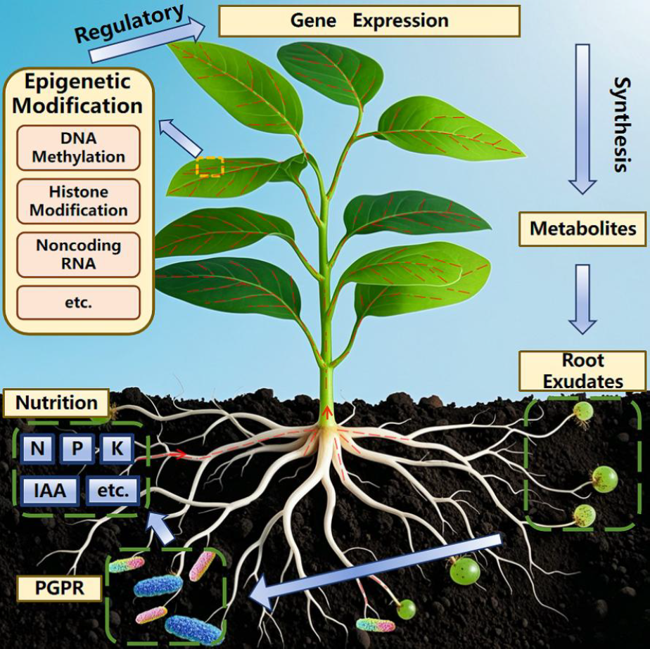 MODA新文│植物与促生菌的“表观对话”-CSDN博客