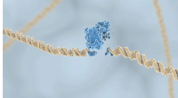 探索 DNA 与 DNA 酶:生命微观世界的 “奇妙组合”_基因+酶-CSDN博客