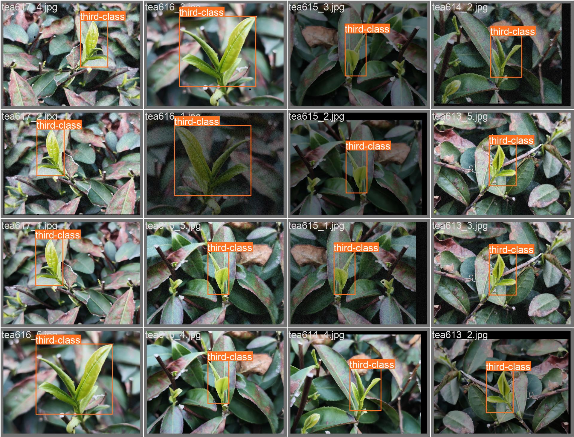 26_tea_detect-val_batch1_labels.jpg