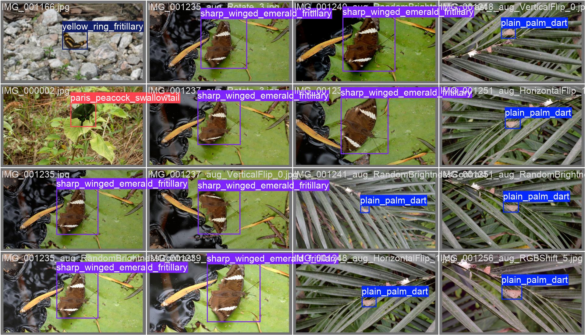 64_butterfly_det-val_batch0_labels.jpg
