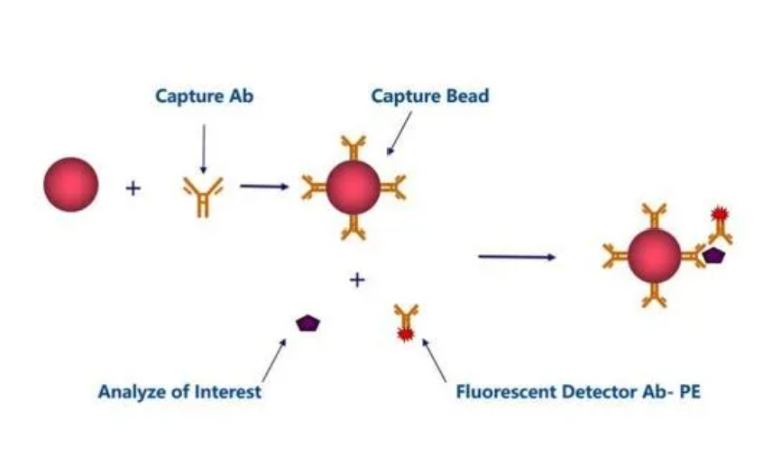Cba Lab 实验干货:多因子细胞因子流式检测CBA技术_cba实验-CSDN博客