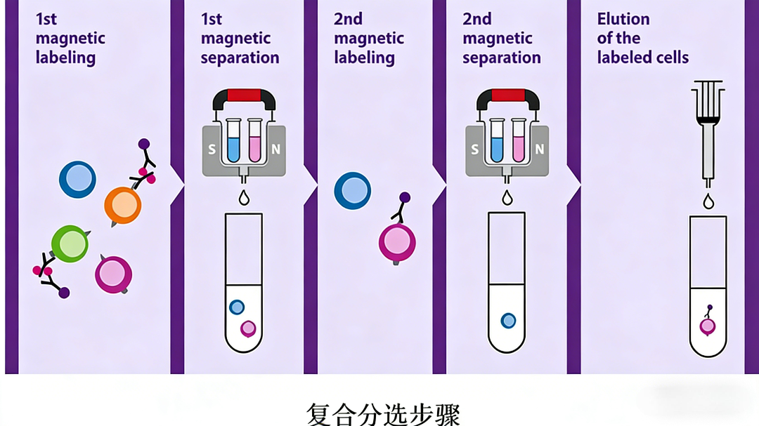 如何利用磁珠实现高效细胞分选?-CSDN博客