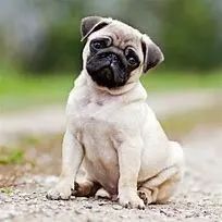 null dog